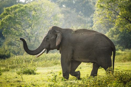 Sri Lanka
