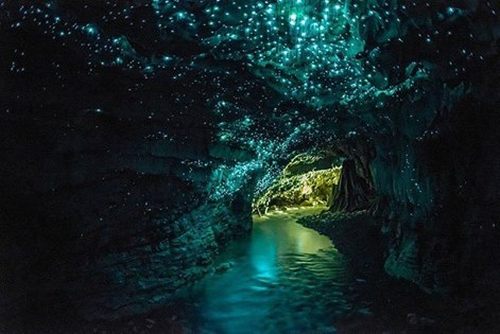 The glow-worms in Waitomo cave, New Zealand