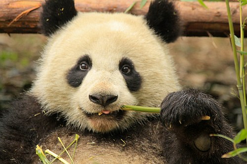 Panda Research Base near Chengdu, China